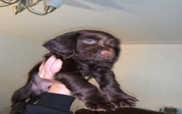 Cocker Spaniel dogs for sale: Beautiful Chocolate Working Cockers - Last 2 boys - Advert 5