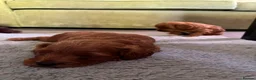 Cavapoo dogs for sale: cavapoos in Pershore - Advert 5