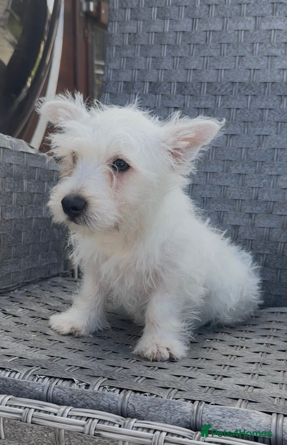 West Highland Terrier dogs West Highland Terrier Pups Pure Pedigree - Advert 16