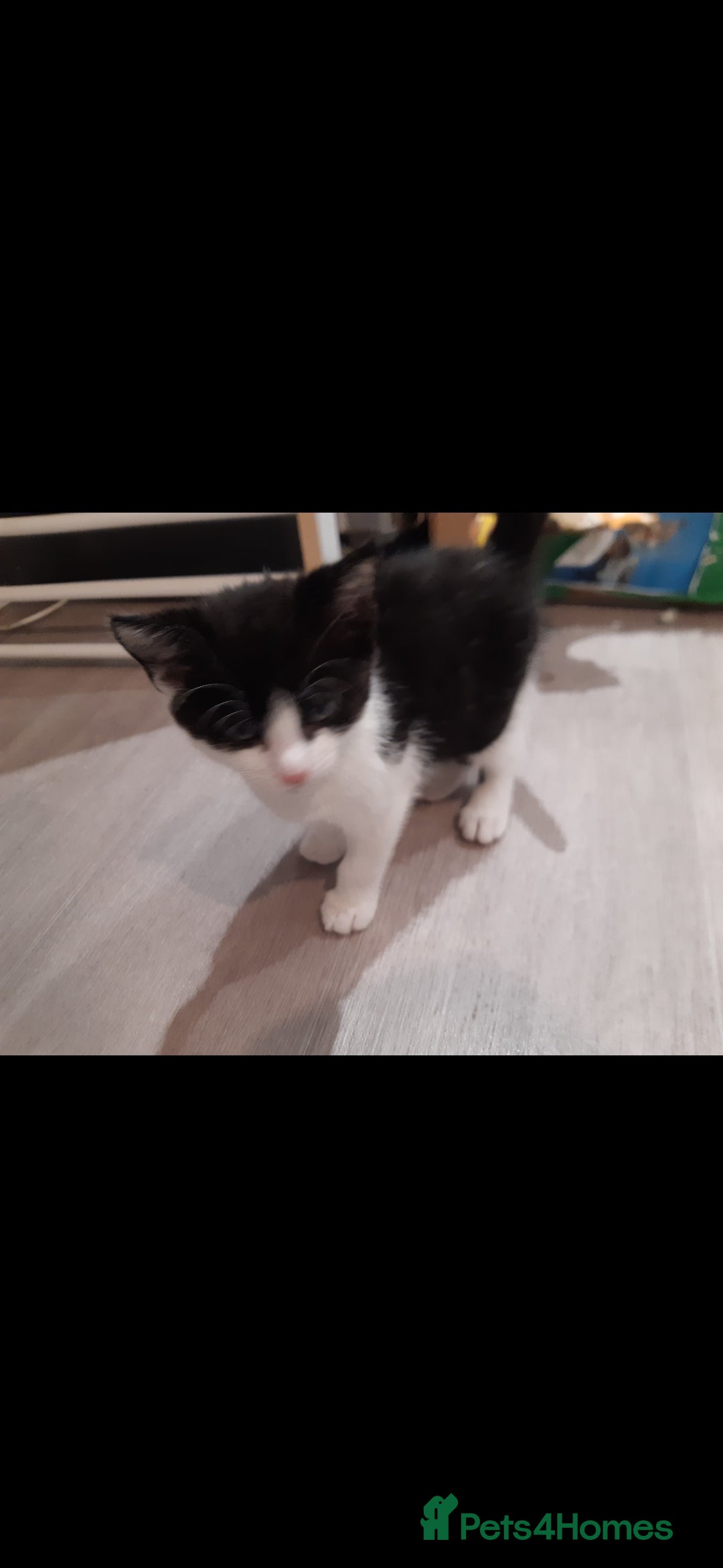 British Longhair cats for sale: 11 week old boy kitten  - Image 3