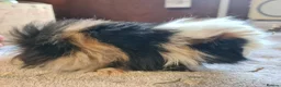 Guinea Pig rodents for sale: Pet peruvain boars avaible - Advert 2