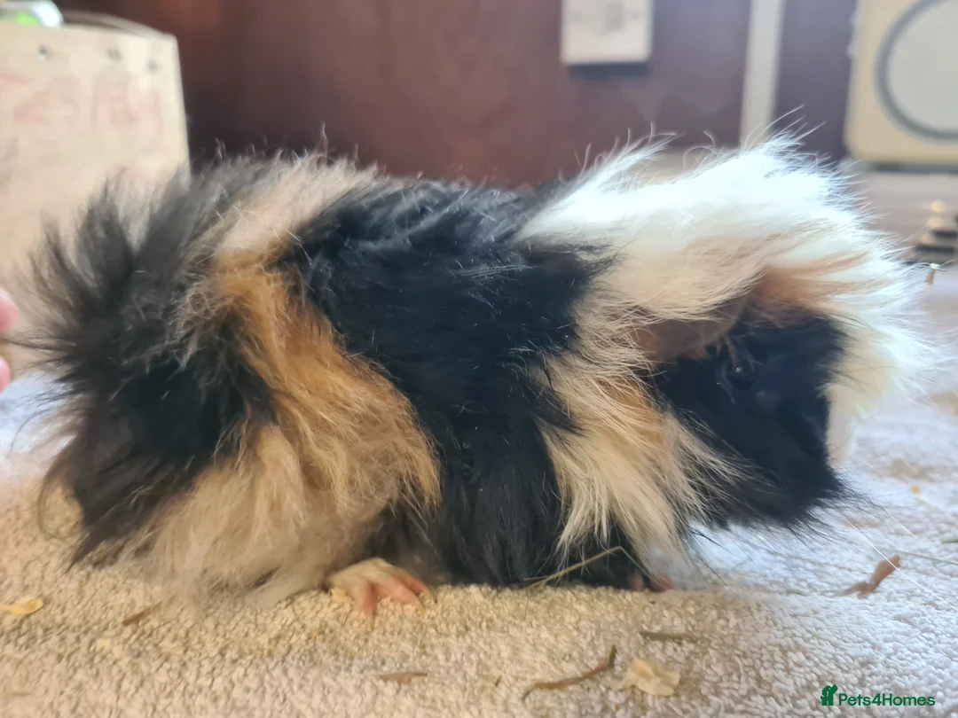 Guinea Pig rodents for sale: Pet peruvain boars avaible - Advert 2