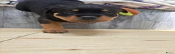 Rottweiler dogs for sale: Champion German Rottweiler Puppies - Advert 10