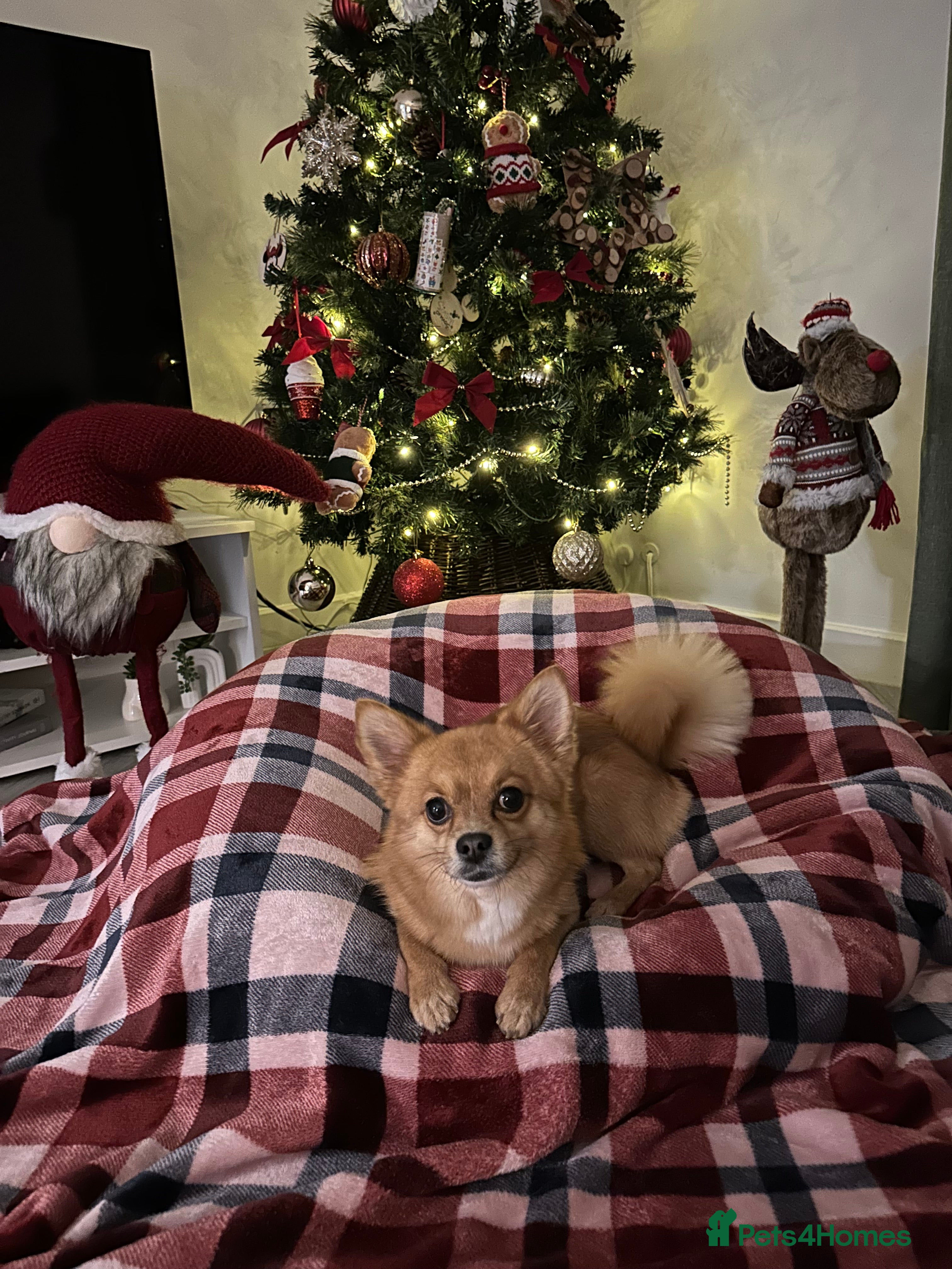 Pomchi dogs Pomchi dog - Advert 9