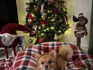 Pomchi dogs Pomchi dog - Advert 9