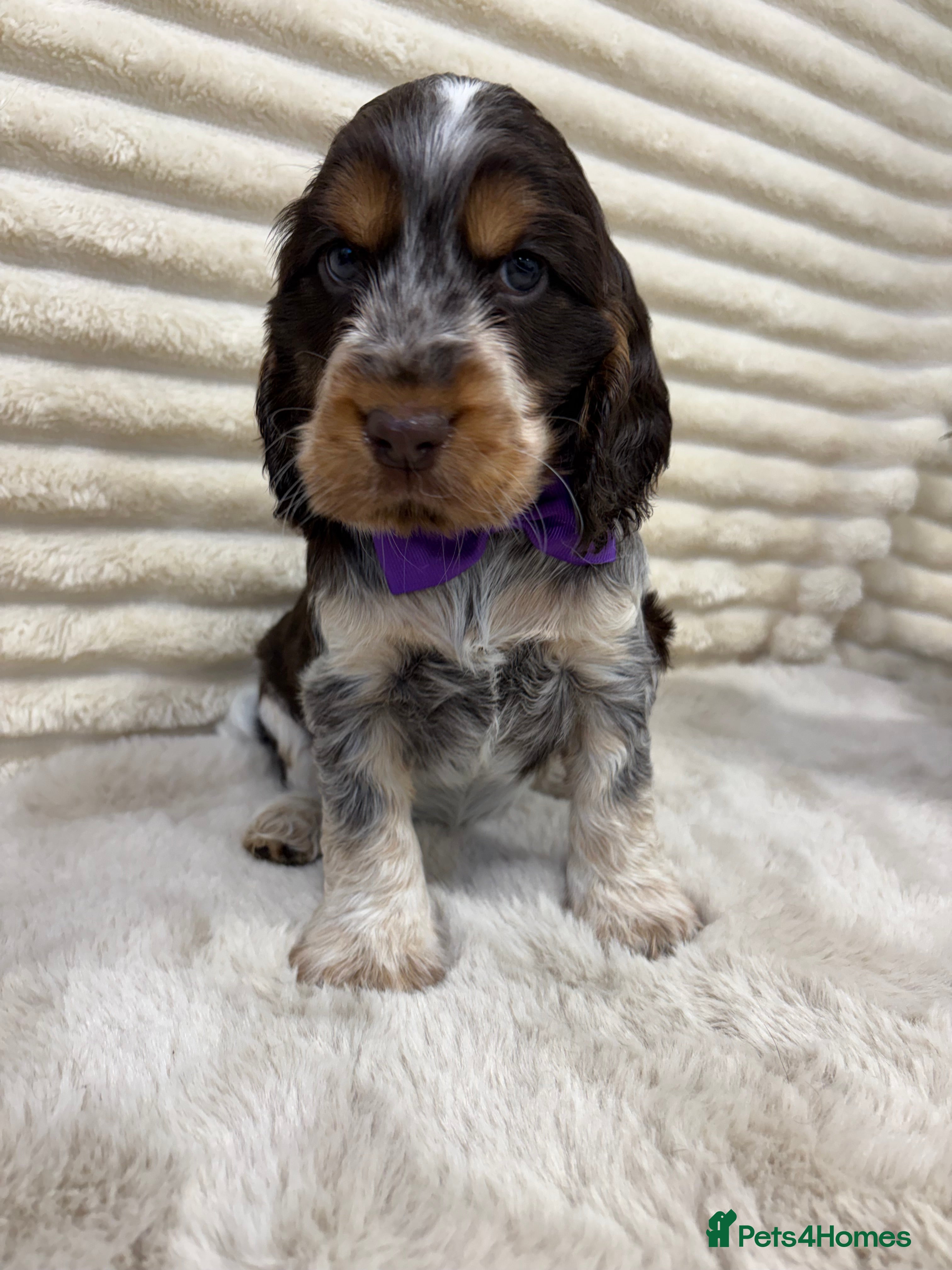 Cocker Spaniel dogs KC reg, health tested Show Cocker Spaniel pups - Advert 1