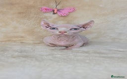 Dwelf cats for sale: Dwelf Sphynx girl bominant odd eyes  - Image 3
