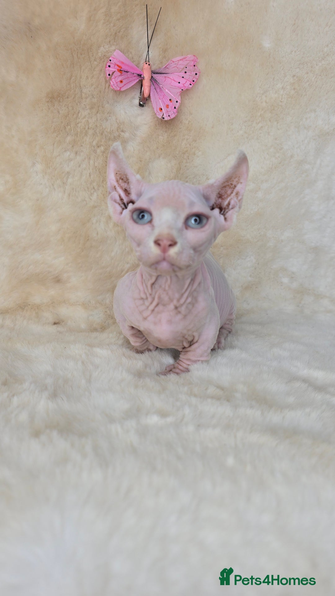 Dwelf cats for sale: Dwelf Sphynx girl bominant odd eyes  - Image 3