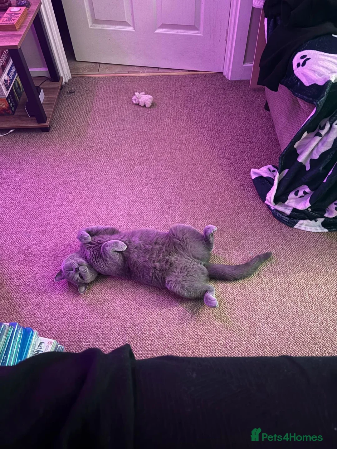 British Shorthair cats for sale: Ghost  - Advert 2