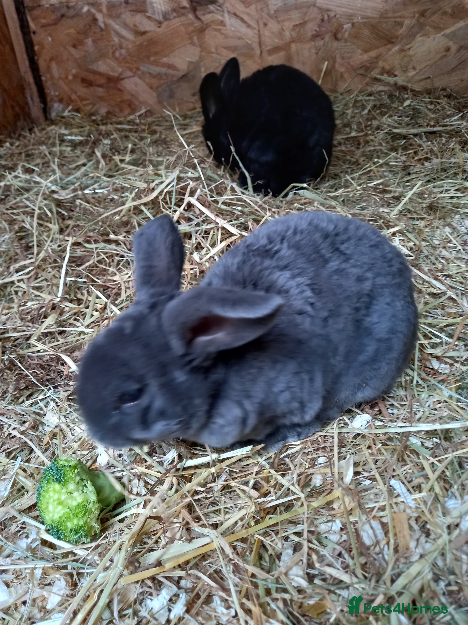 Mini Lop rabbits for sale: Mini plush lops - Advert 1