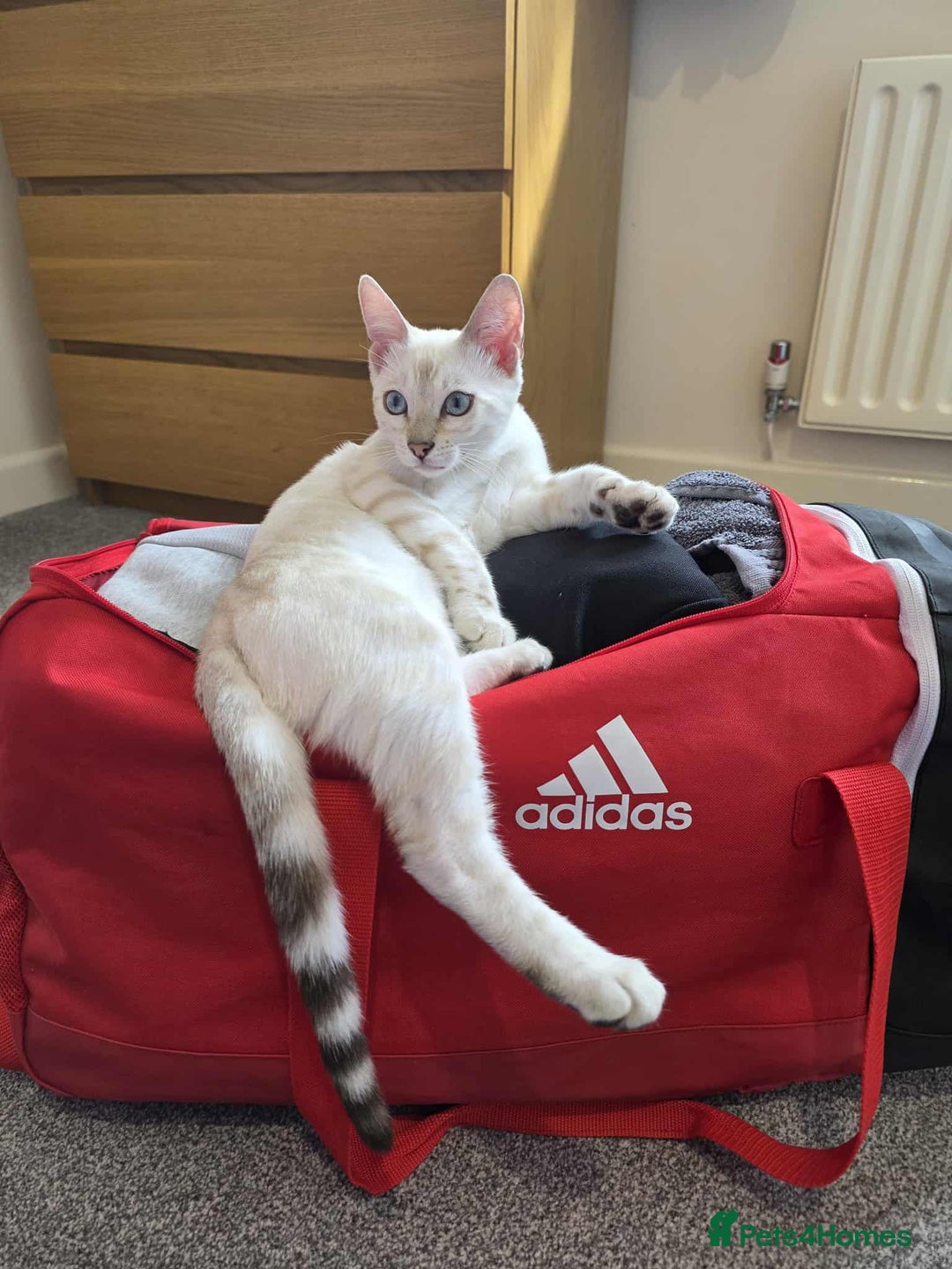 Bengal cats for sale: Snow lynx bengal female kitten  - Advert 8