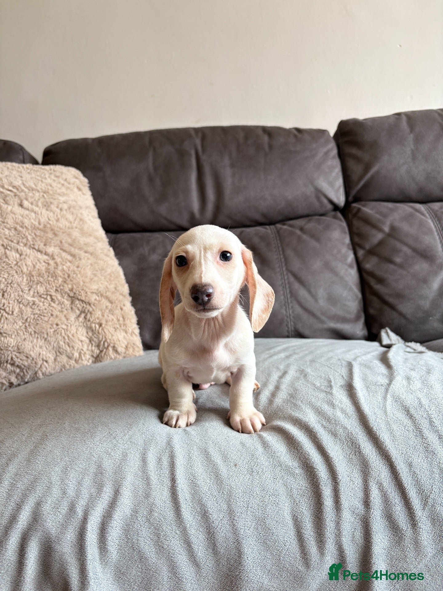Miniature Dachshund dogs READY TO LEAVE NOW‼️ MINIATURE DACHSHUND PUPPIES🐾 - Advert 1