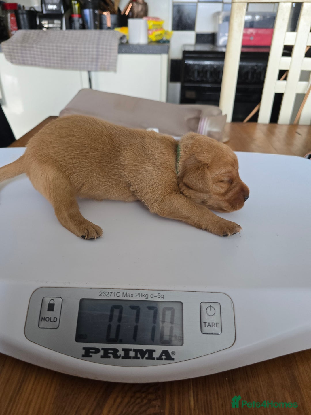 Labrador Retriever dogs for sale: KC REG Lab puppys x 2/11 ready to take home - Image 30