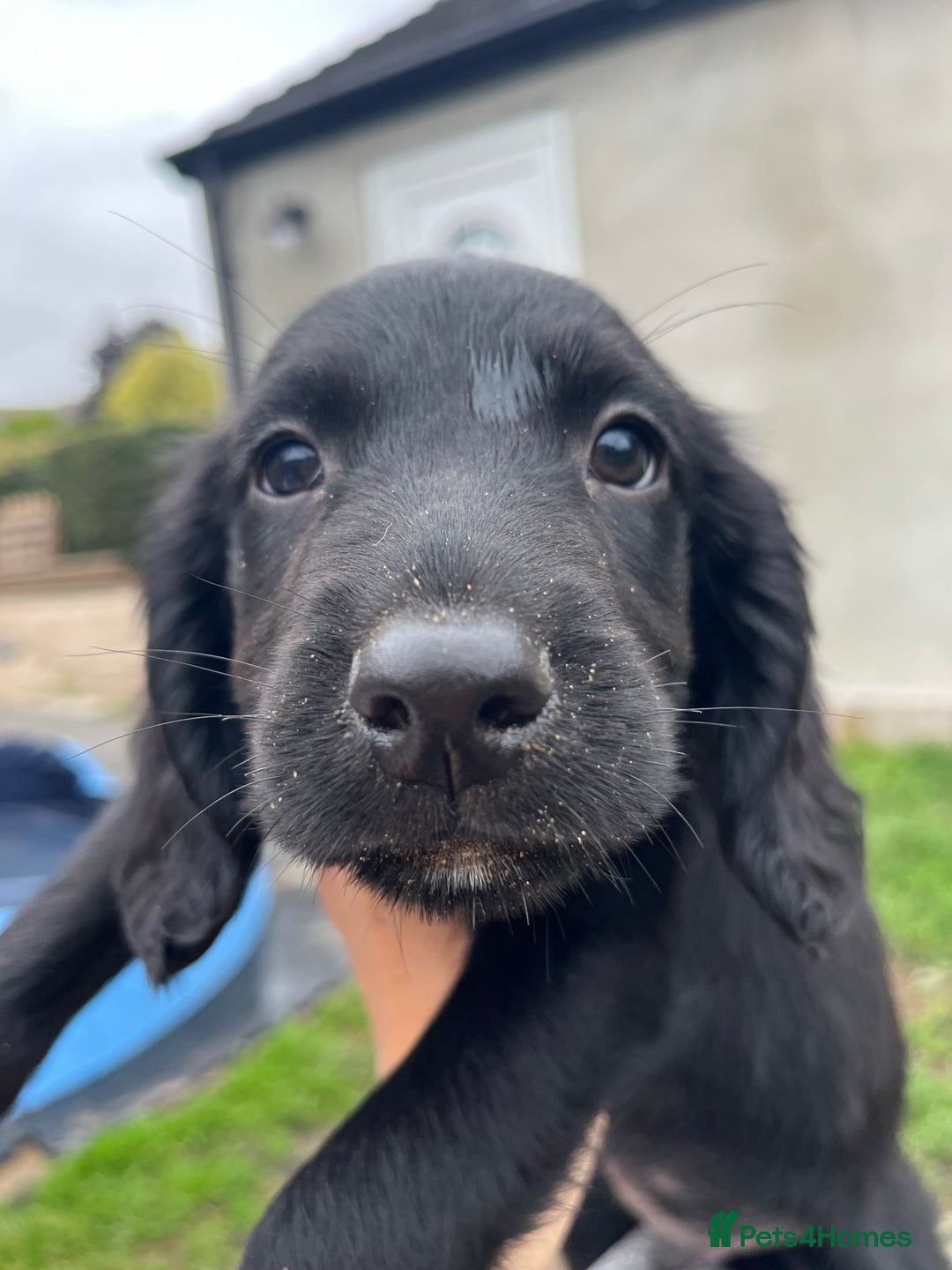 Mixed Breed dogs for sale: * Spangold Retrievers 2 beautiful boys left * - Image 25