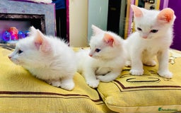 Ragdoll cats for sale: Beautiful Ragdol - Image 9
