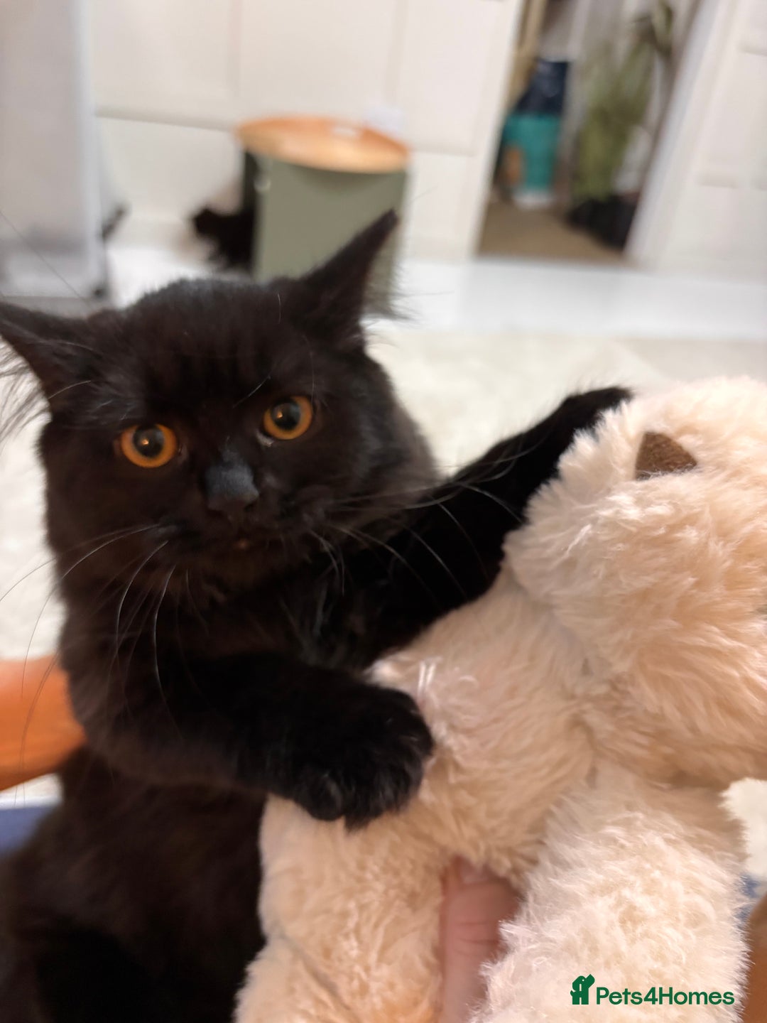 British Shorthair cats for sale: Full British short hair kittens - Advert 5