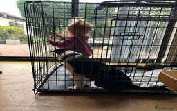 Border Collie dogs for sale: Border collie puppy for sale  - Image 2