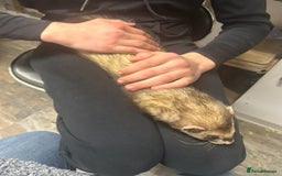 Ferret rodents for sale: Trio of micro and trio of standard ferrets - Image 6