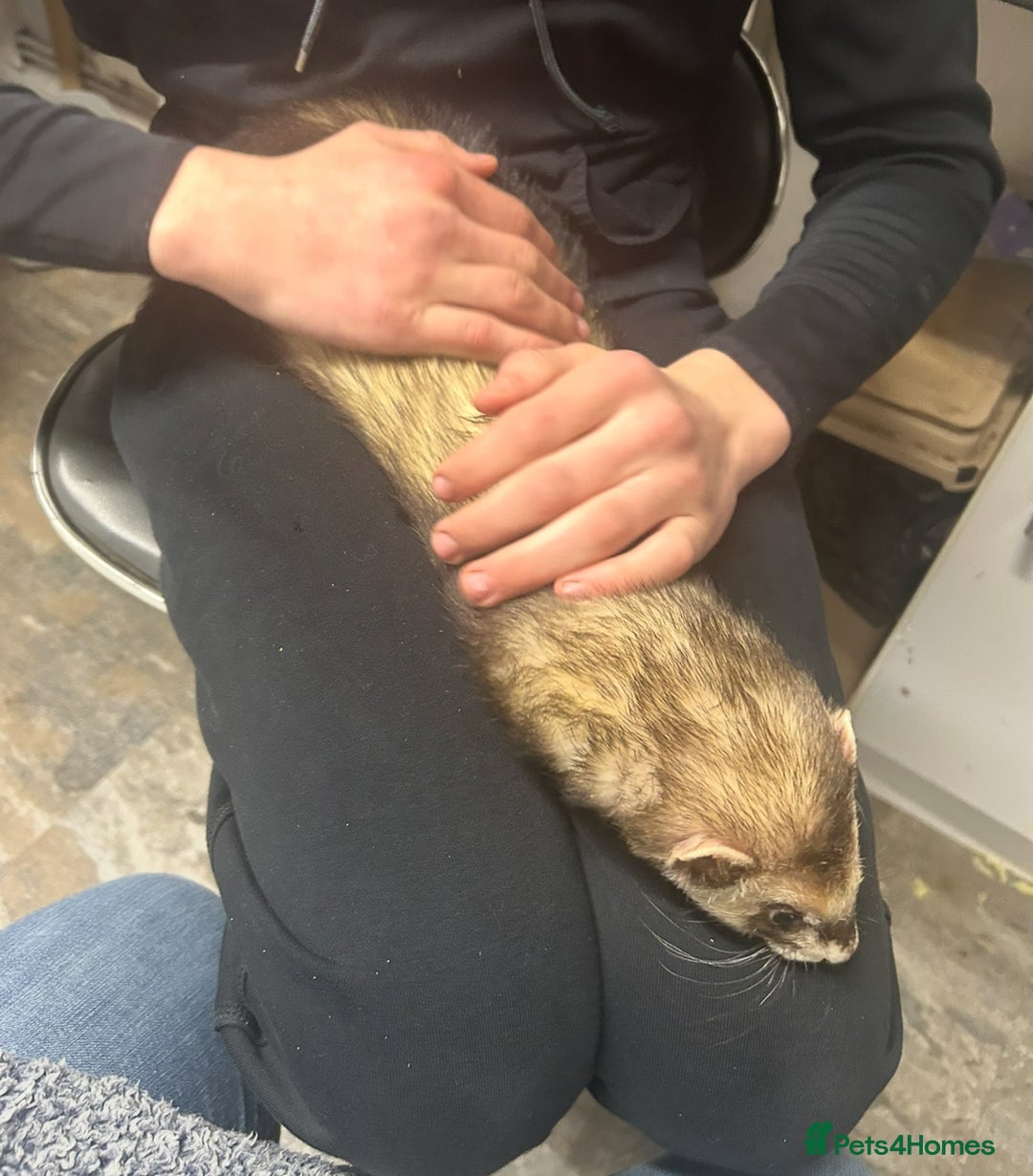 Ferret rodents for sale: Trio of micro and trio of standard ferrets - Image 6