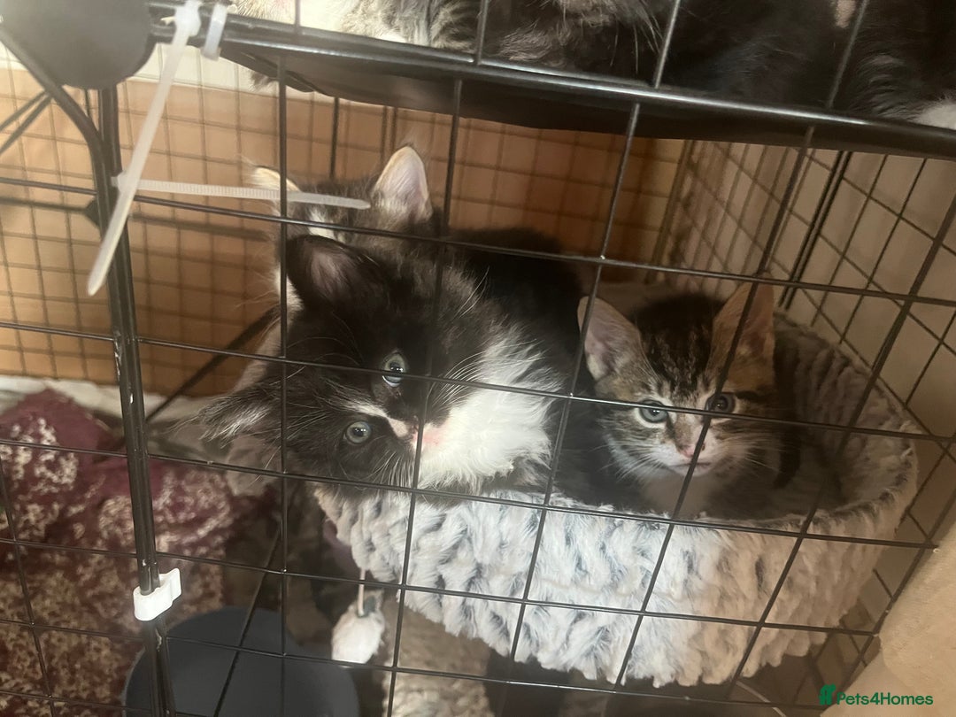 Mixed Breed cats for sale: 9 gorgeous kittens - Image 14