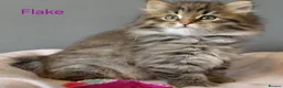 Siberian cats for sale: GCCF pedigree Siberian Tabby kittens - Advert 3