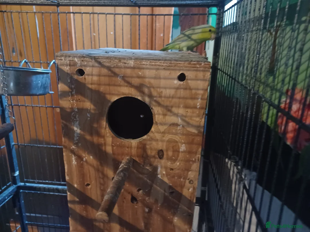 Parakeets birds for sale: Paralets pair to go - Advert 1