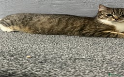 Mixed Breed cats for sale: Mixed breed tabby kittens  - Image 12