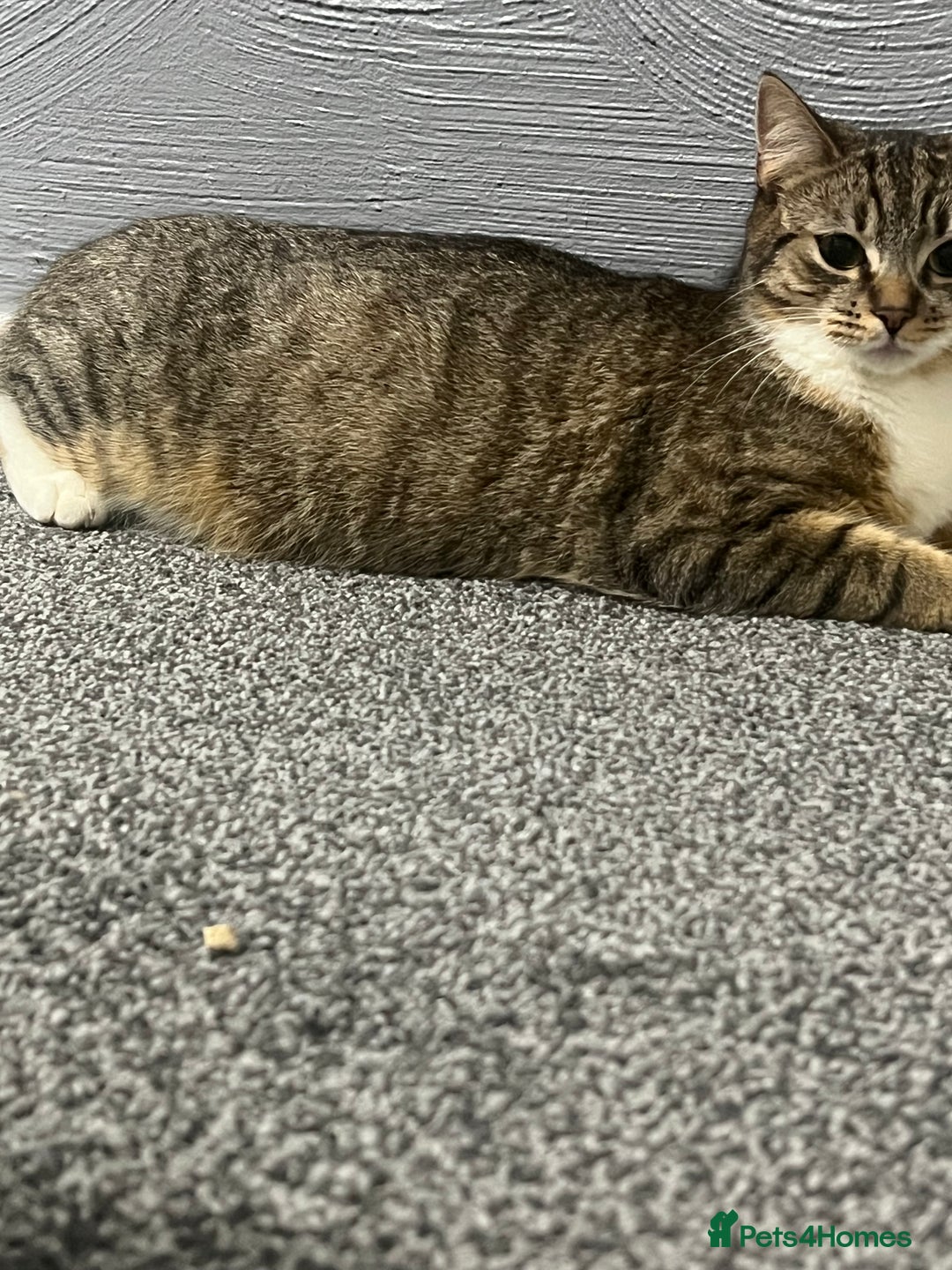 Mixed Breed cats for sale: Mixed breed tabby kittens  - Image 12
