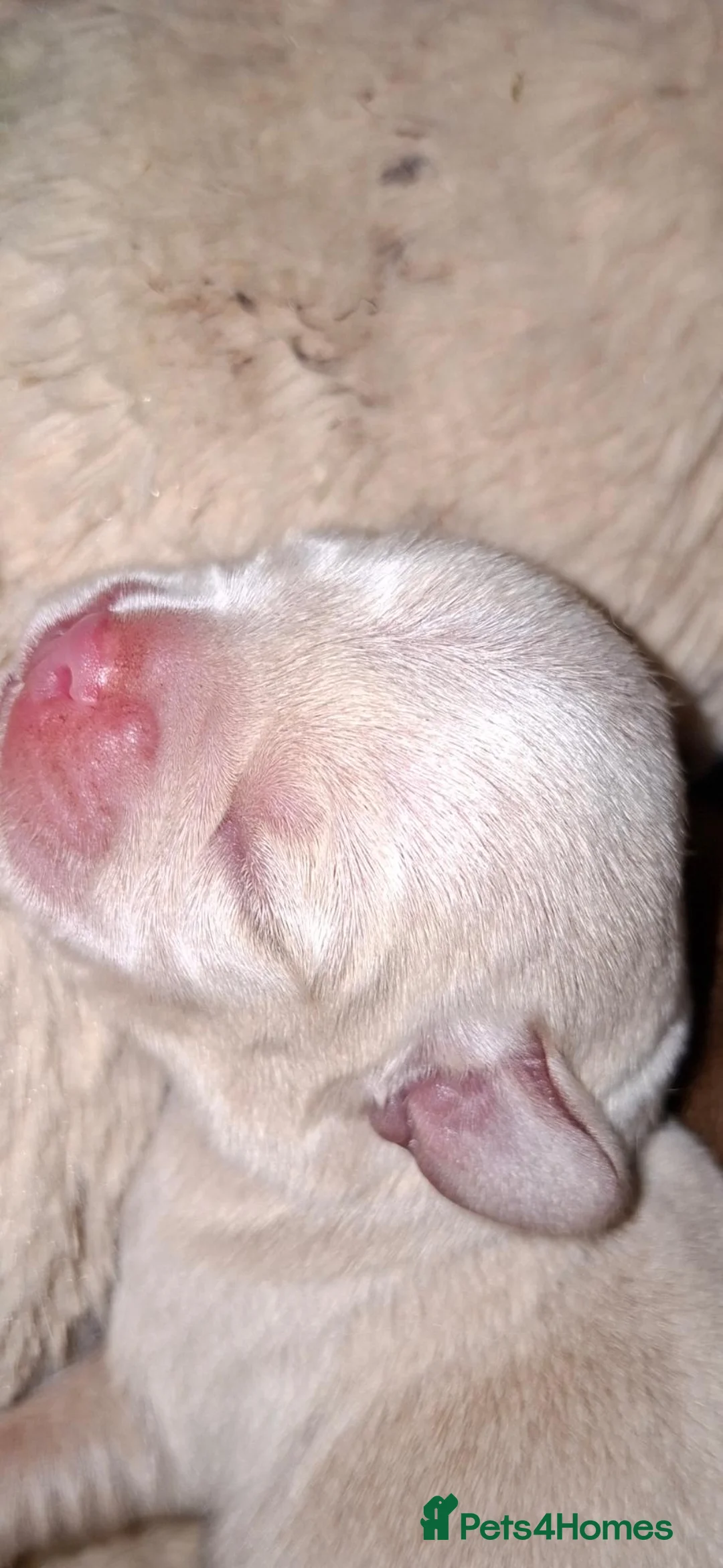 Mixed Breed dogs for sale: Pug cross miniature dachshunds - Advert 2