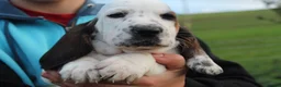 Basset Hound dogs for sale: Tri colour Bassethound puppies - Advert 5
