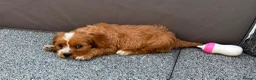 Cockalier dogs for sale:  Beautiful Cockalier puppies  - Advert 18