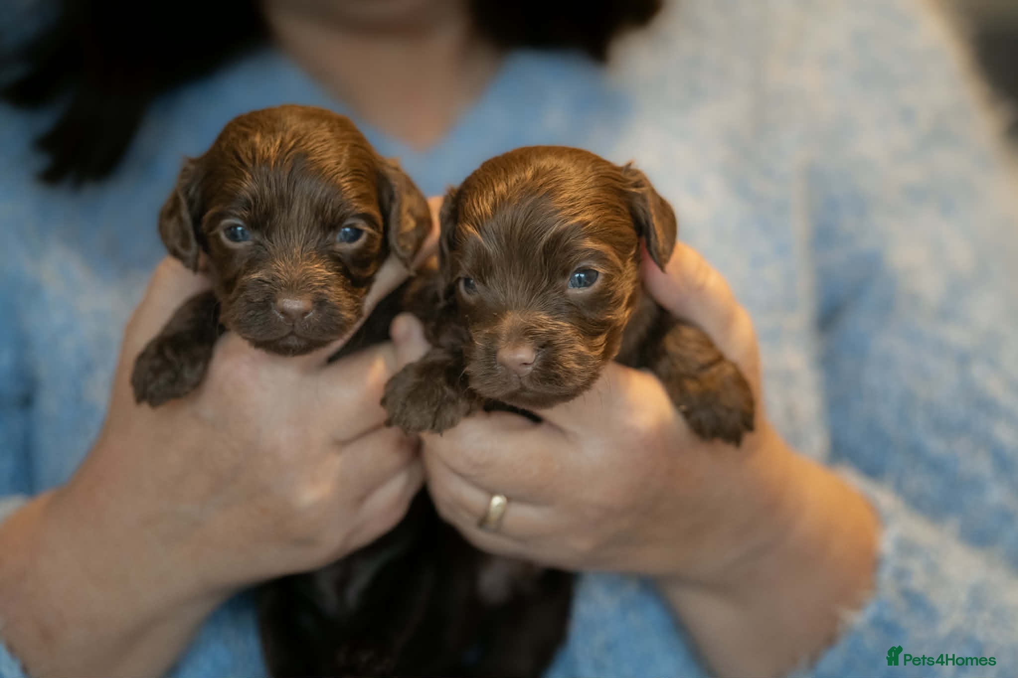 Cockapoo dogs Cockerpoo Puppies - Advert 2