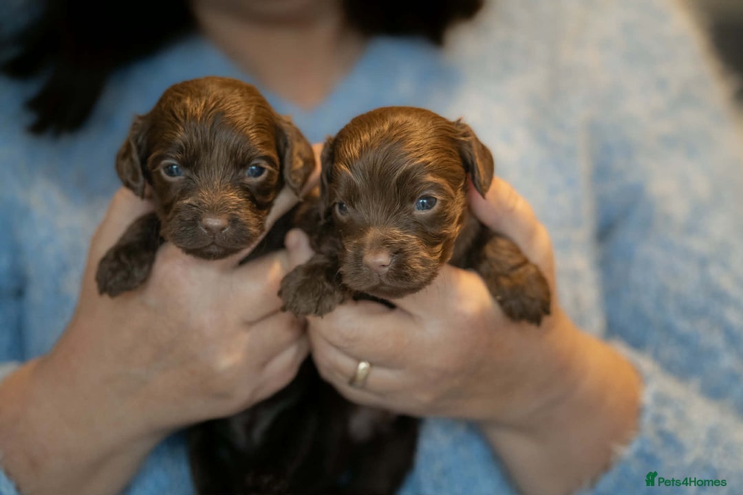 Cockapoo dogs for sale: Cockerpoo Puppies - Advert 9