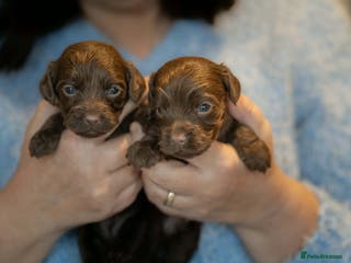 Cockapoo dogs Cockerpoo Puppies - Advert 5