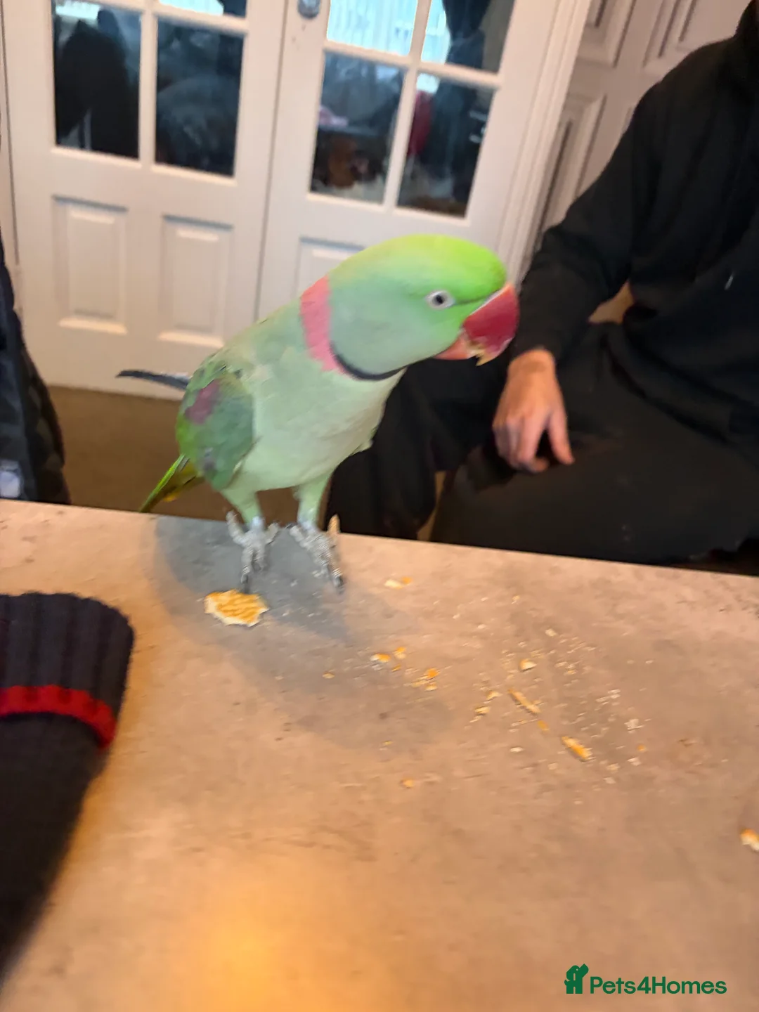 Parrots birds for sale: PARROT (Alexander parakeet ) HAND REARED  - Advert 11