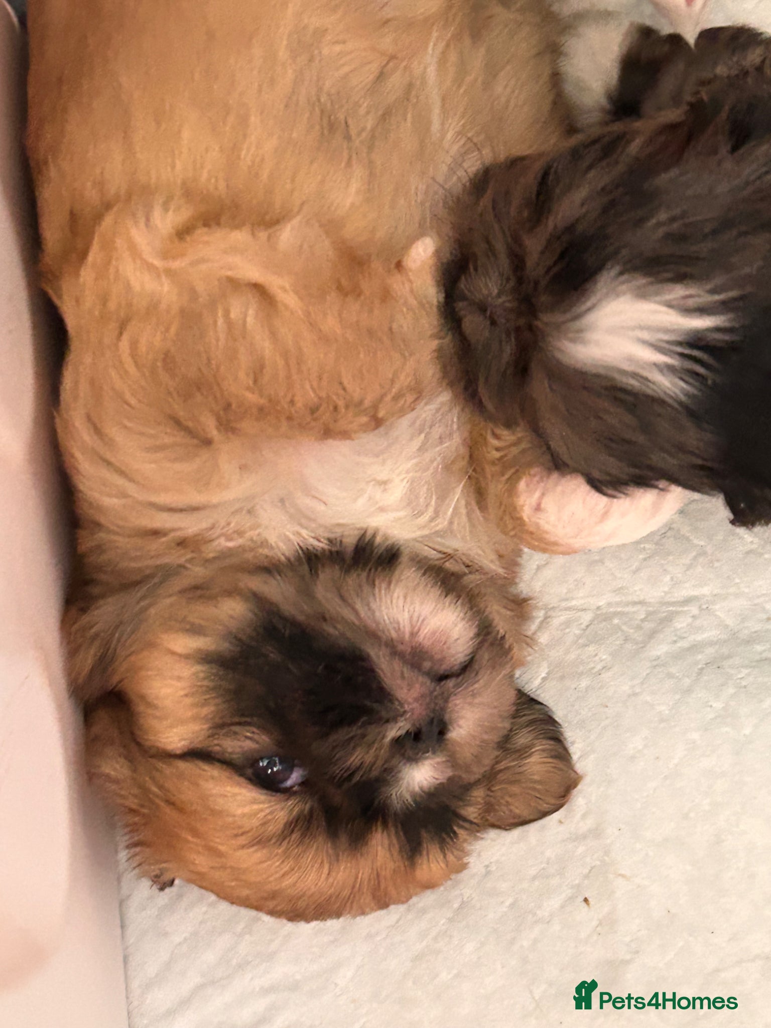 Shorkie dogs Beautiful tan white shitzhu cross little boy puppy - Advert 2