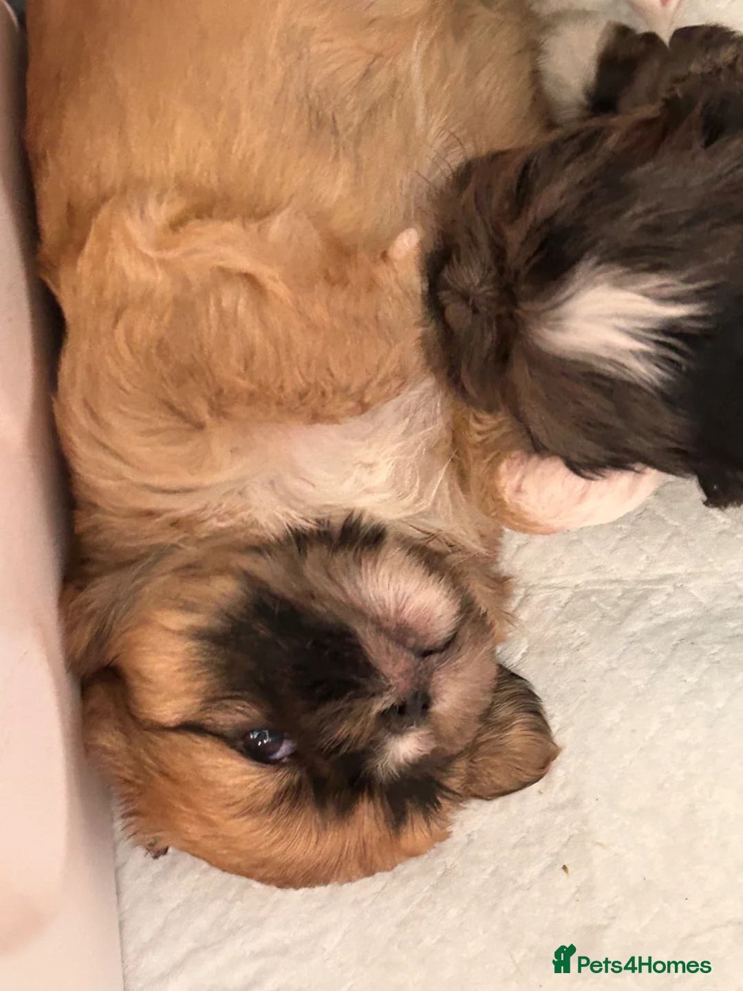 Shorkie dogs for sale: Beautiful tan white shitzhu cross little boy puppy - Advert 1
