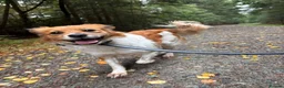 Mixed Breed dogs for adoption: Bambi - Norwich Norfolk  - Advert 5