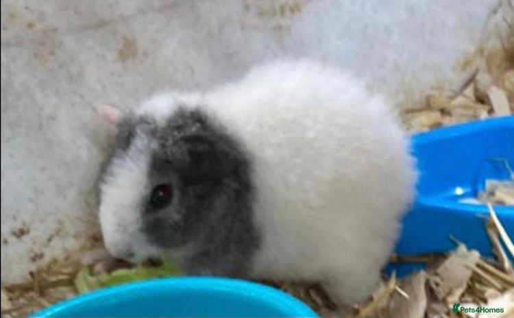 Guinea Pig rodents - Advert 1