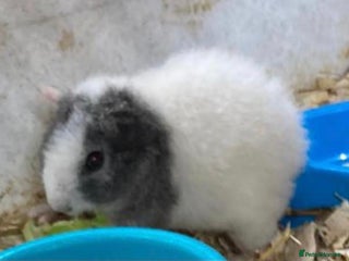 Guinea Pig rodents - Advert 36