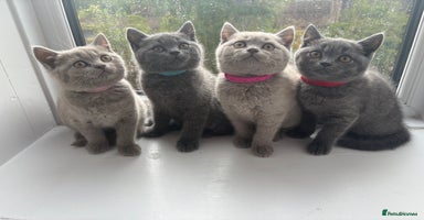 British Shorthair cats - Advert 16