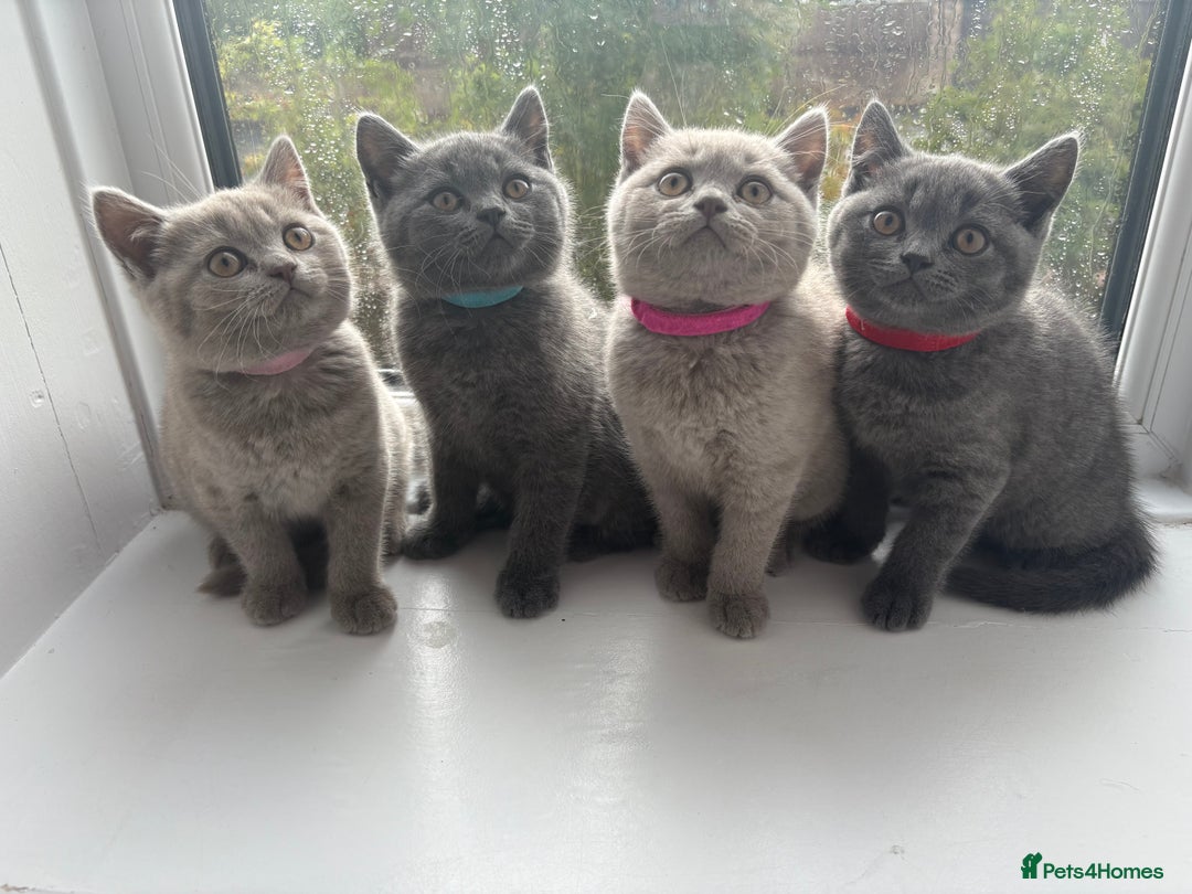 British Shorthair cats for sale: Beautiful British Shorthair Kittens  - Image 2
