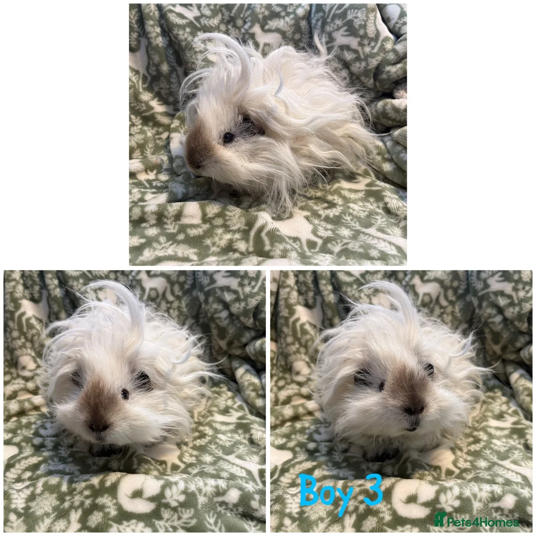 Guinea Pig rodents for sale: Male Guniea pigs  - Advert 4
