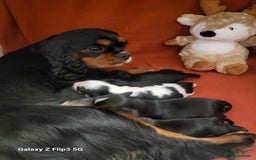 Cavalier King Charles Spaniel dogs for sale: Beautifully marked tri-colour Dog puppy - Image 7