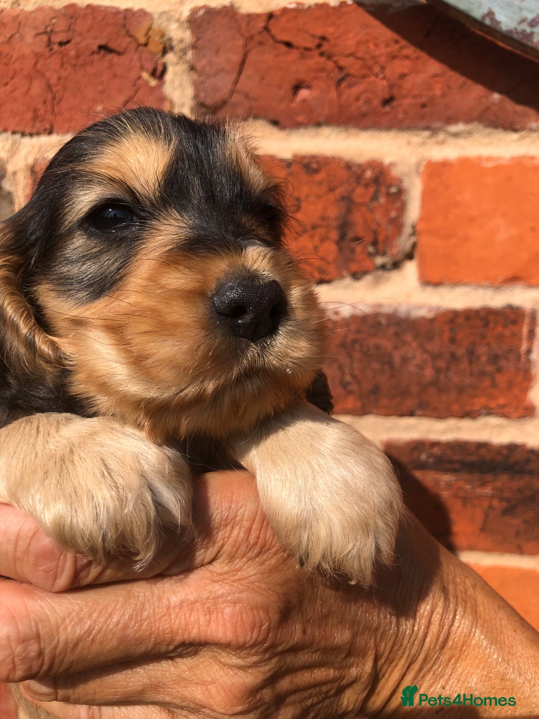 Cocker Spaniel dogs for sale: Pure beautiful show cocker spaniel puppies  - Image 6