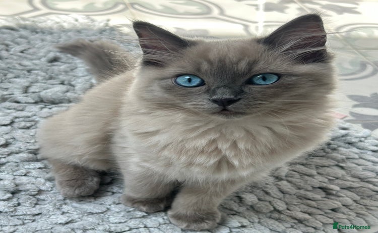 Ragdoll cats - Advert 14