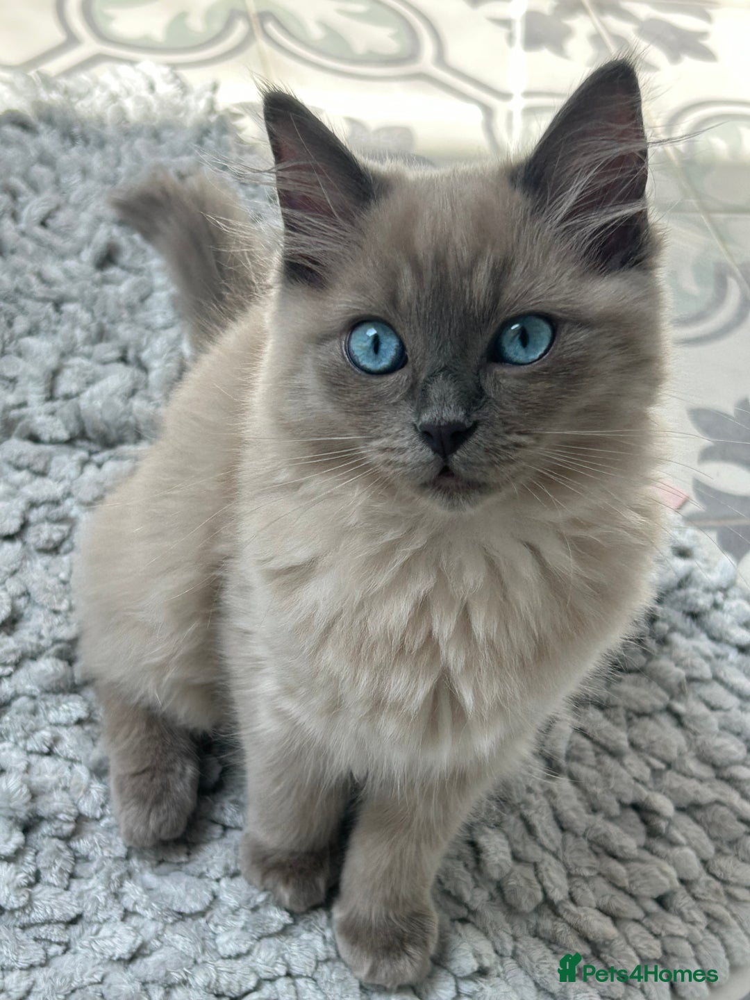 Ragdoll cats for sale: Female kitten ragdoll  - Image 1