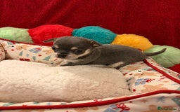 Chihuahua dogs for sale: Tiny apple head chihuahuas - Image 21