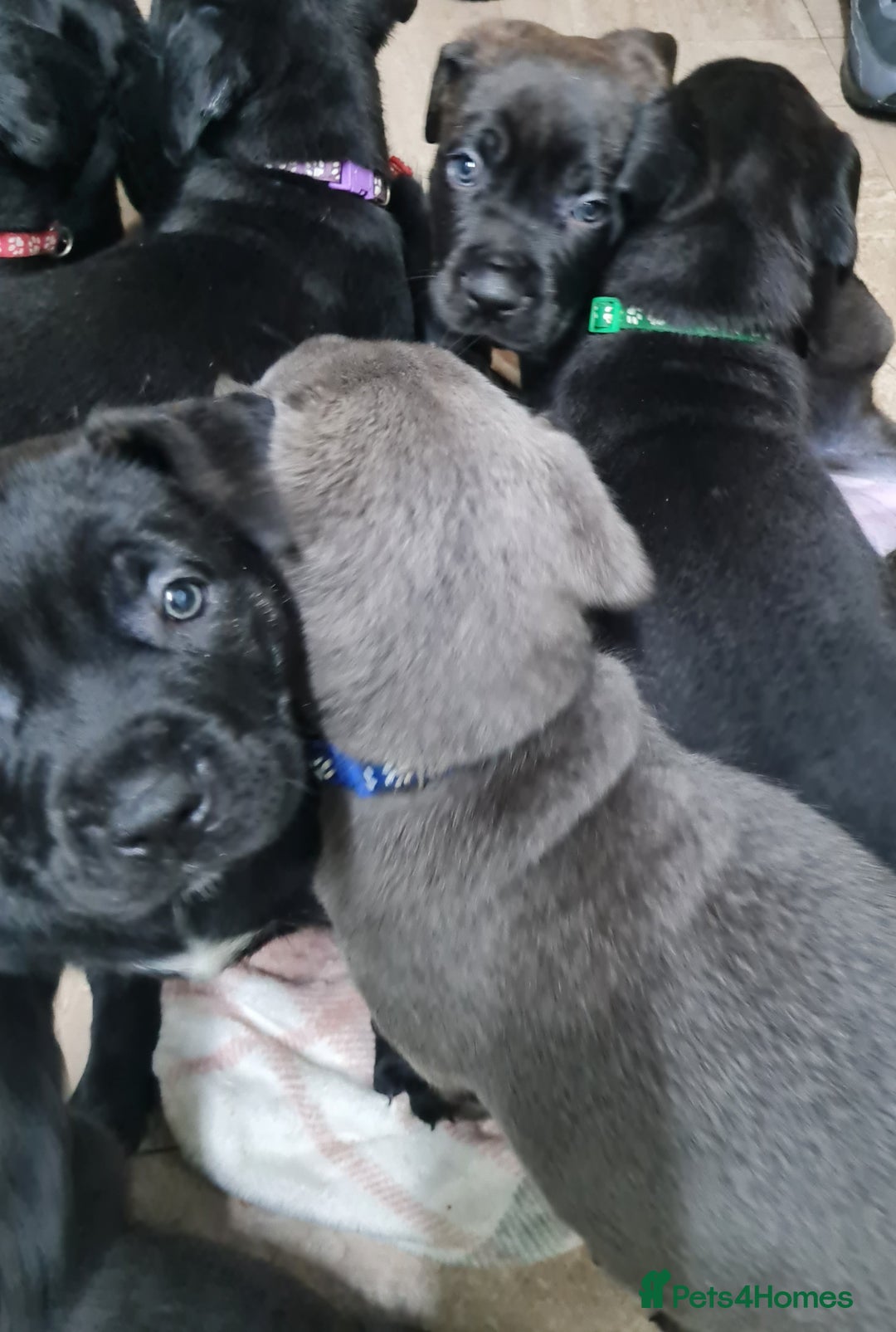 Mixed Breed dogs for sale: Presa canario - Advert 22