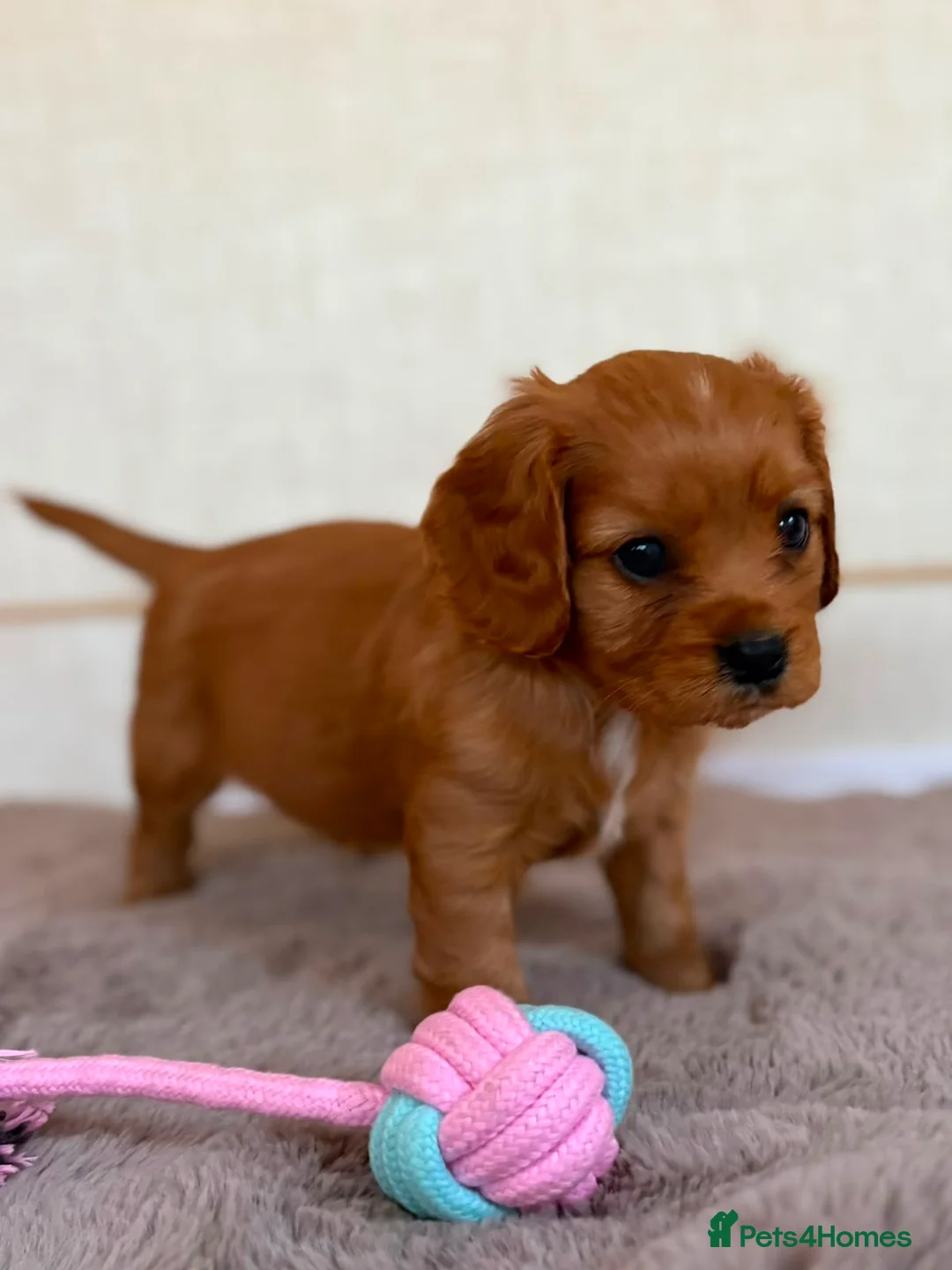 Cavalier King Charles Spaniel dogs for sale: Gorgeous Cavalier King Charles Puppies! - Advert 37
